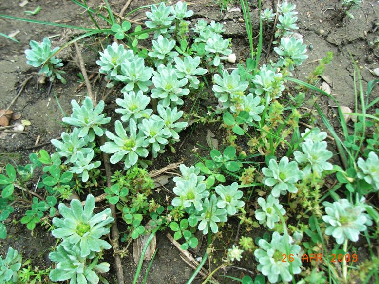 Filago pygmaea (=Evax pygmaea) / Evax comune